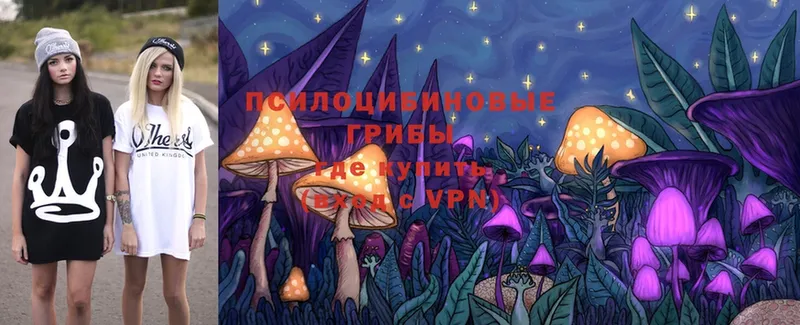 закладки  Короча  Галлюциногенные грибы Cubensis 